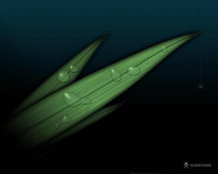 Green leaves with water drops and a spider