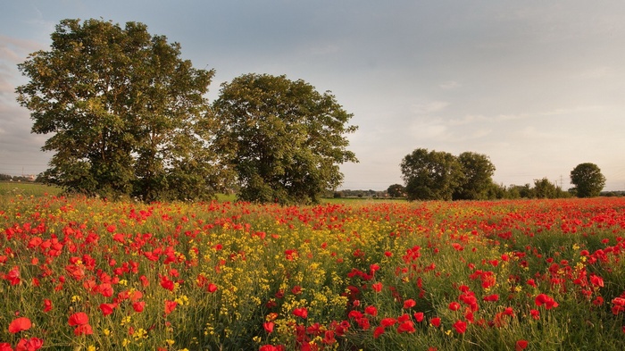Field of poppies and yellow flowers with trees