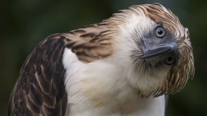 Philippine Eagle with head tilted