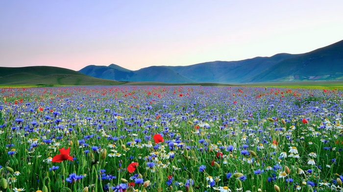 Field of wildflowers with mountains in the background
