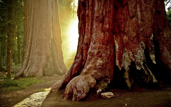 Giant redwood trees in a sunlit forest