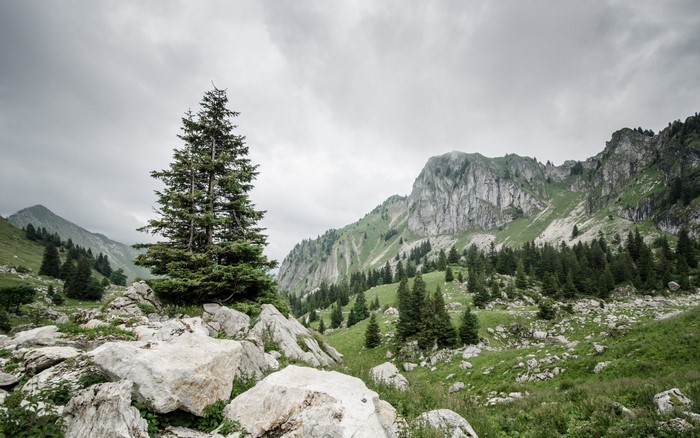 Mountain Valley with Pine Trees and Rocky Terrain