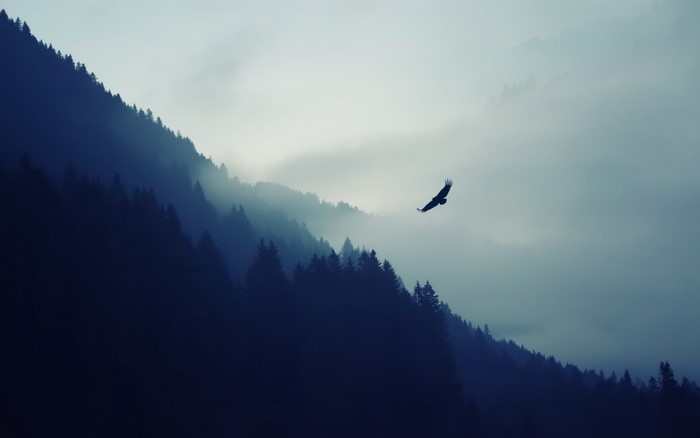 Eagle Soaring Over Misty Mountain Range at Dawn