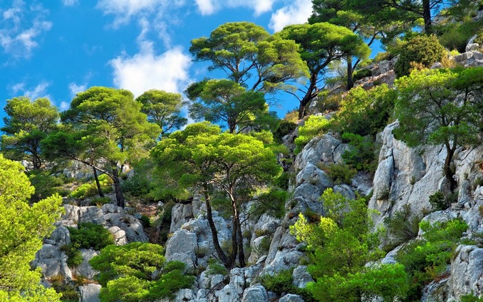 Green trees on rocky cliff under blue sky