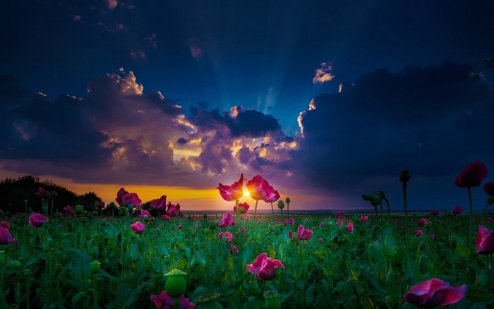 Field of poppies at sunset with sun rays