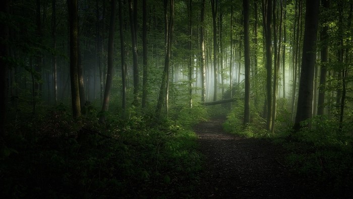 A misty forest path with sunlight filtering through trees