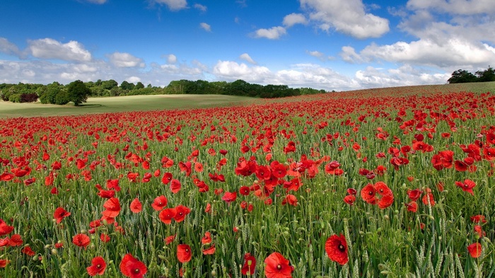 Field of red poppies under a blue sky