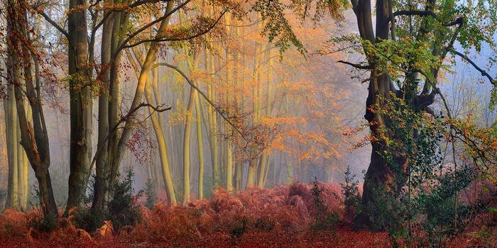 Misty autumn forest with colorful leaves and ferns