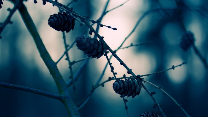 Close-up of pine cones on a tree branch