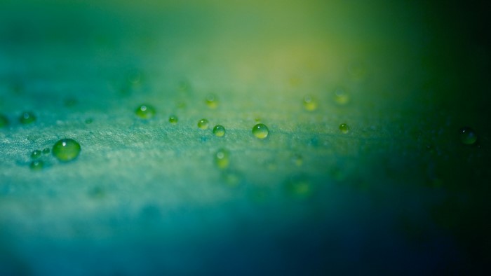 Water drops on a green leaf with sunlight
