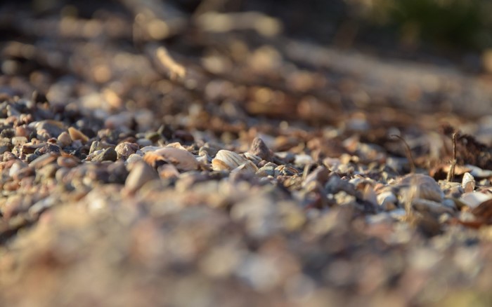 Close-up of pebbles and seashells on the ground