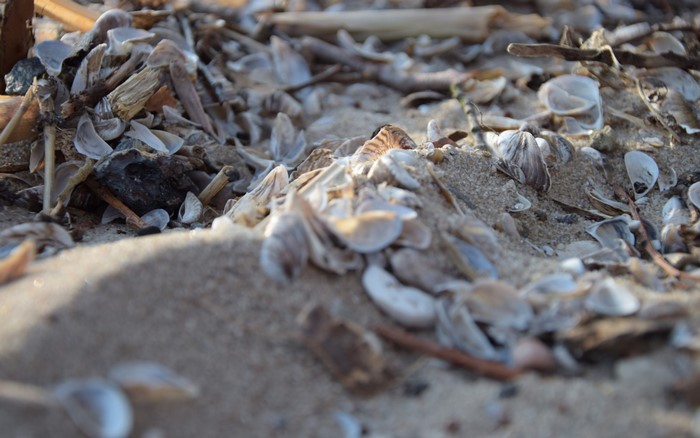 Close up of seashells and driftwood on sand