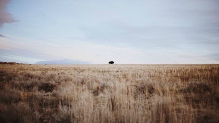 Buffalo on a vast grassy plain under a cloudy sky