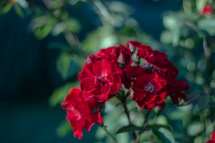 Close-up of red roses with blurred green foliage