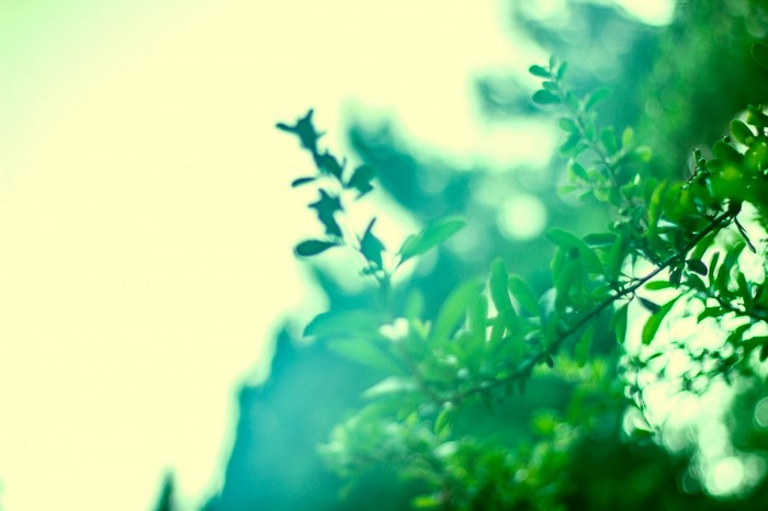 Green leaves and branches in sunlight