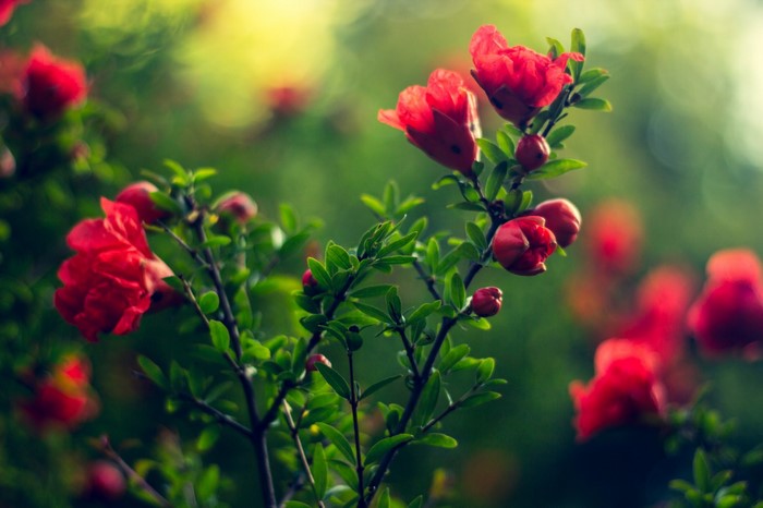 Vibrant Red Blossoms in Sunlit Garden
