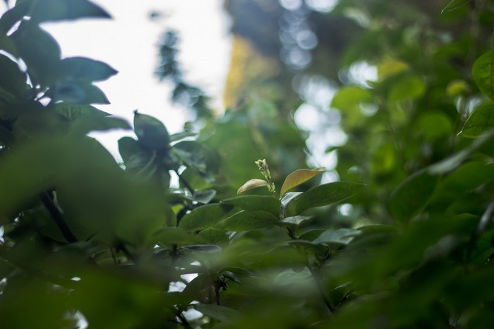 Close-up of green leaves with sunlight filtering through.