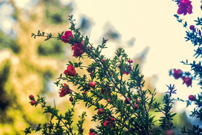 Red flowers on a branch with blurred background