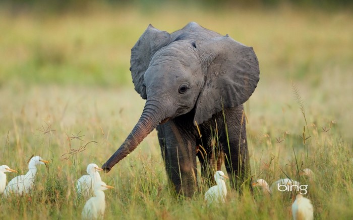 Baby elephant with egrets in a grassy field