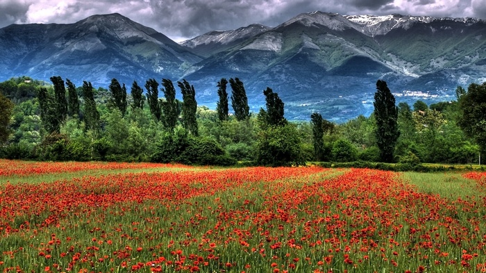 Field of poppies with mountains and trees