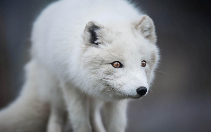 Close-up of an Arctic Fox with striking eyes