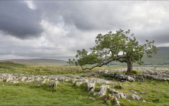 Lone tree on rocky ground with distant bridge