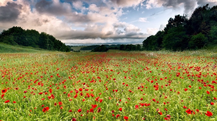 Field of red poppies under a cloudy sky