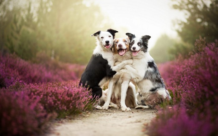 Three Border Collies hugging in a field of purple flowers