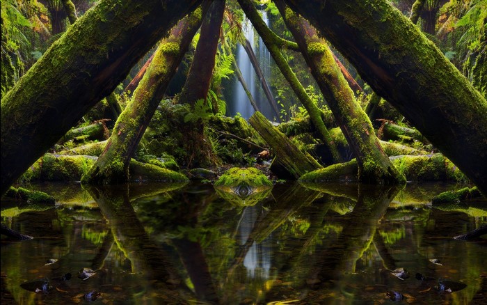 Moss-Covered Forest Reflection with Sunlit Waterfall