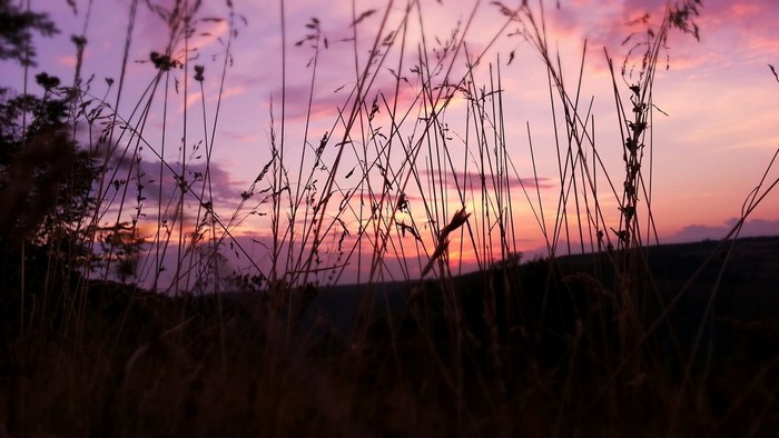 Tall grass silhouetted against a purple and pink sunset sky