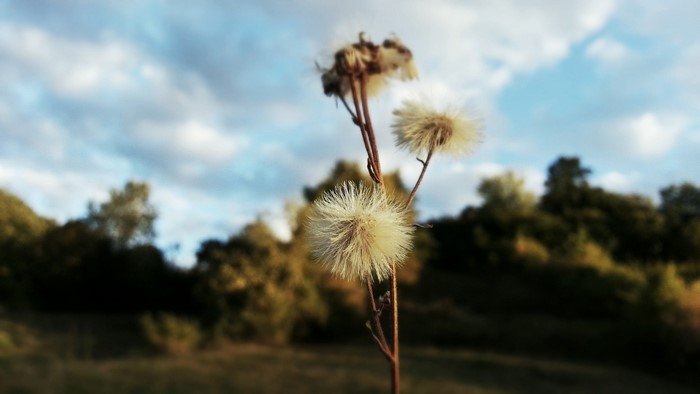 Dandelion seed heads against a cloudy sky and trees