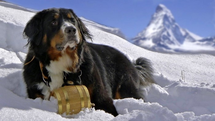 Bernese Mountain Dog with a barrel in the snow, Matterhorn in background