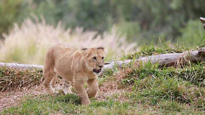 A lion cub walks through a grassy field