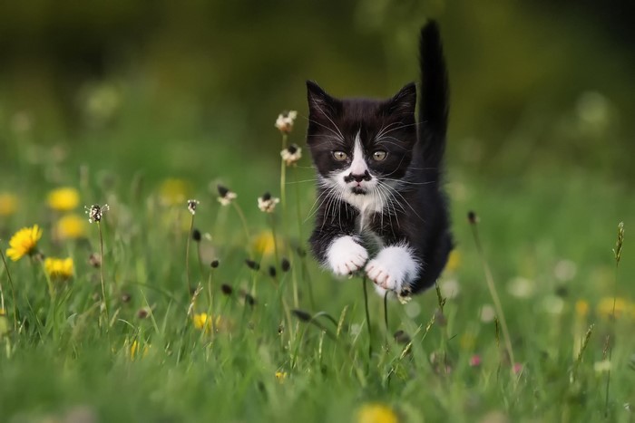A black and white kitten jumping in a grassy meadow