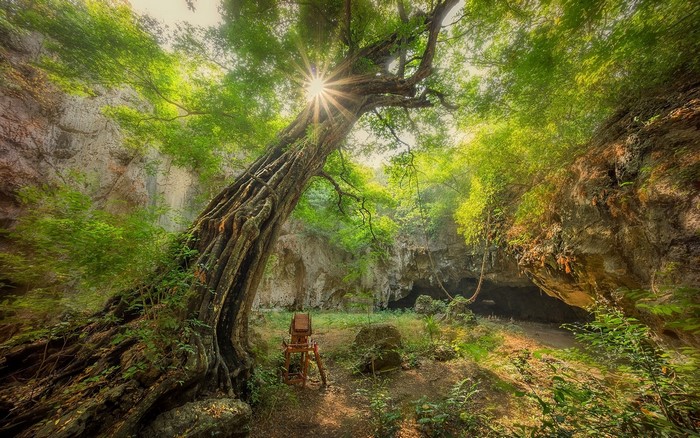 Sunlight filtering through trees in a rocky forest clearing