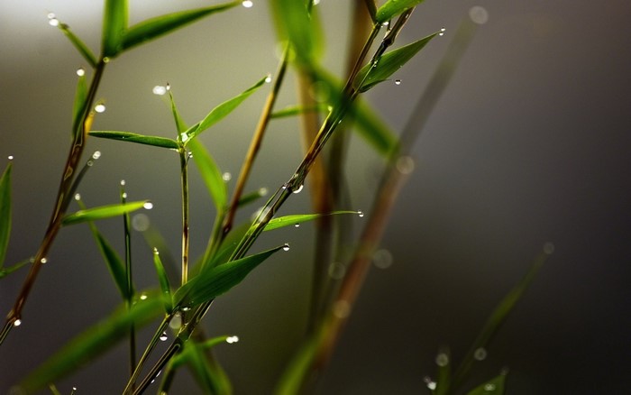 Close-up of Dew Drops on Green Bamboo Leaves