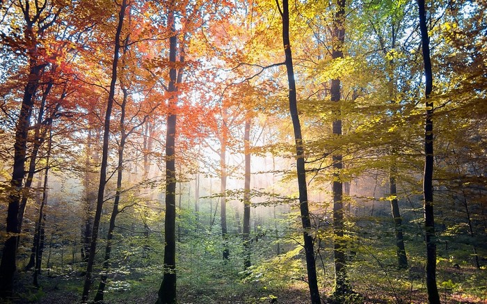 Sunlight filtering through autumn trees in a misty forest