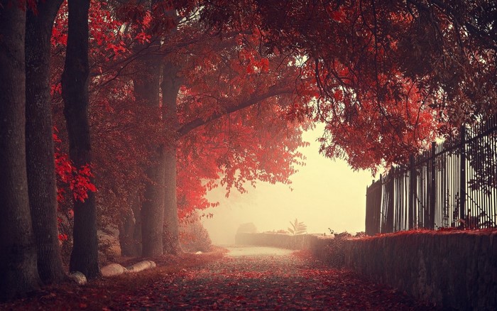 Autumn path with red leaves and trees