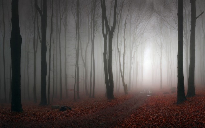 Misty forest path with fallen leaves