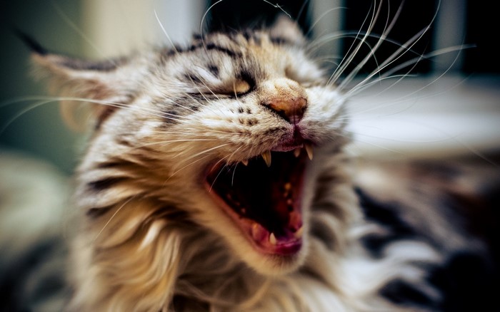 Close up of a tabby cat yawning