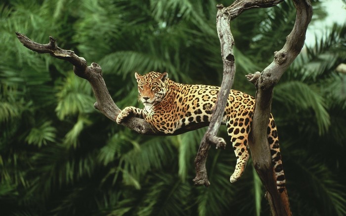 Jaguar Resting on Tree Branch in Jungle