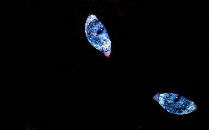 Blue cat eyes in the dark