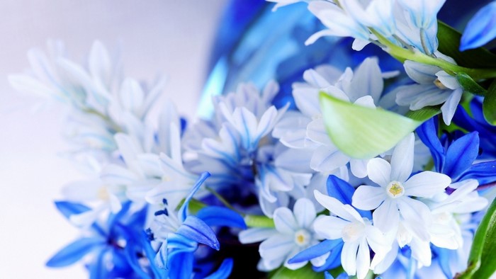 Close-up of blue and white hyacinth flowers