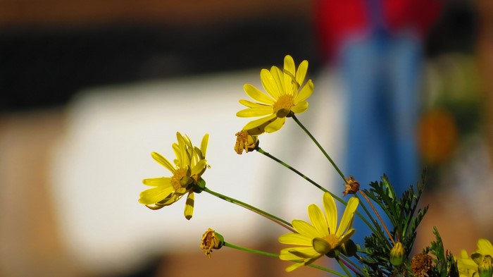 Yellow flowers with green leaves in sunlight