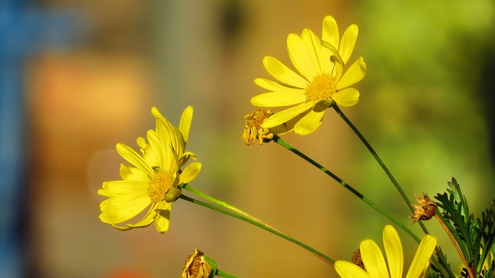 Yellow daisies with a spider in sunlight