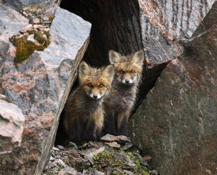 Two young red foxes peeking out from a rocky den