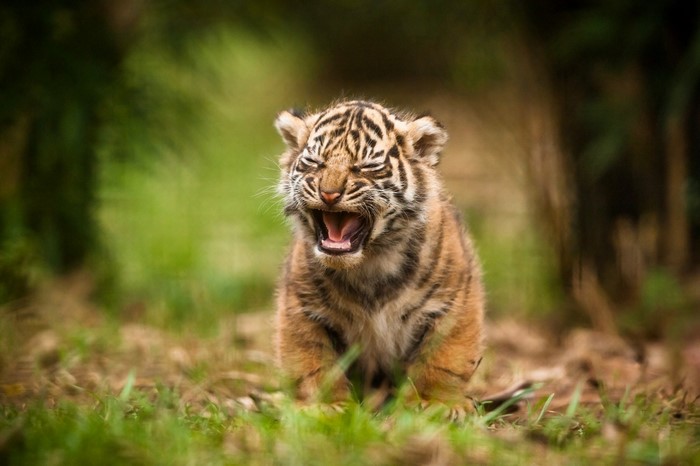 Baby tiger cub yawning in grass
