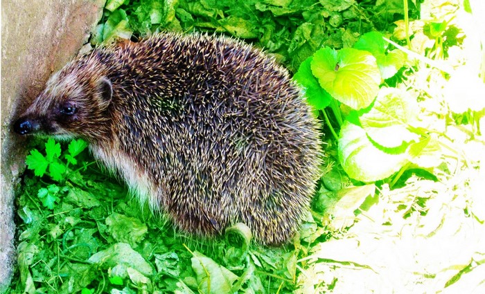 Hedgehog in green foliage near a stone wall