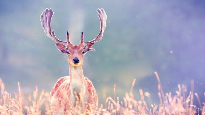 Deer with large antlers in tall grass