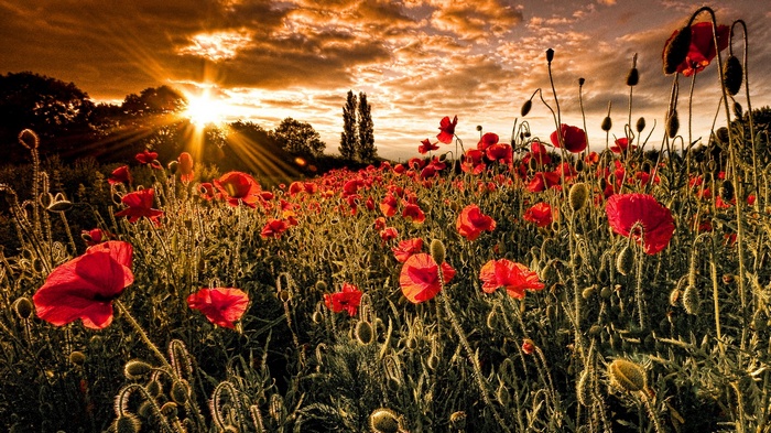 Field of red poppies at sunset